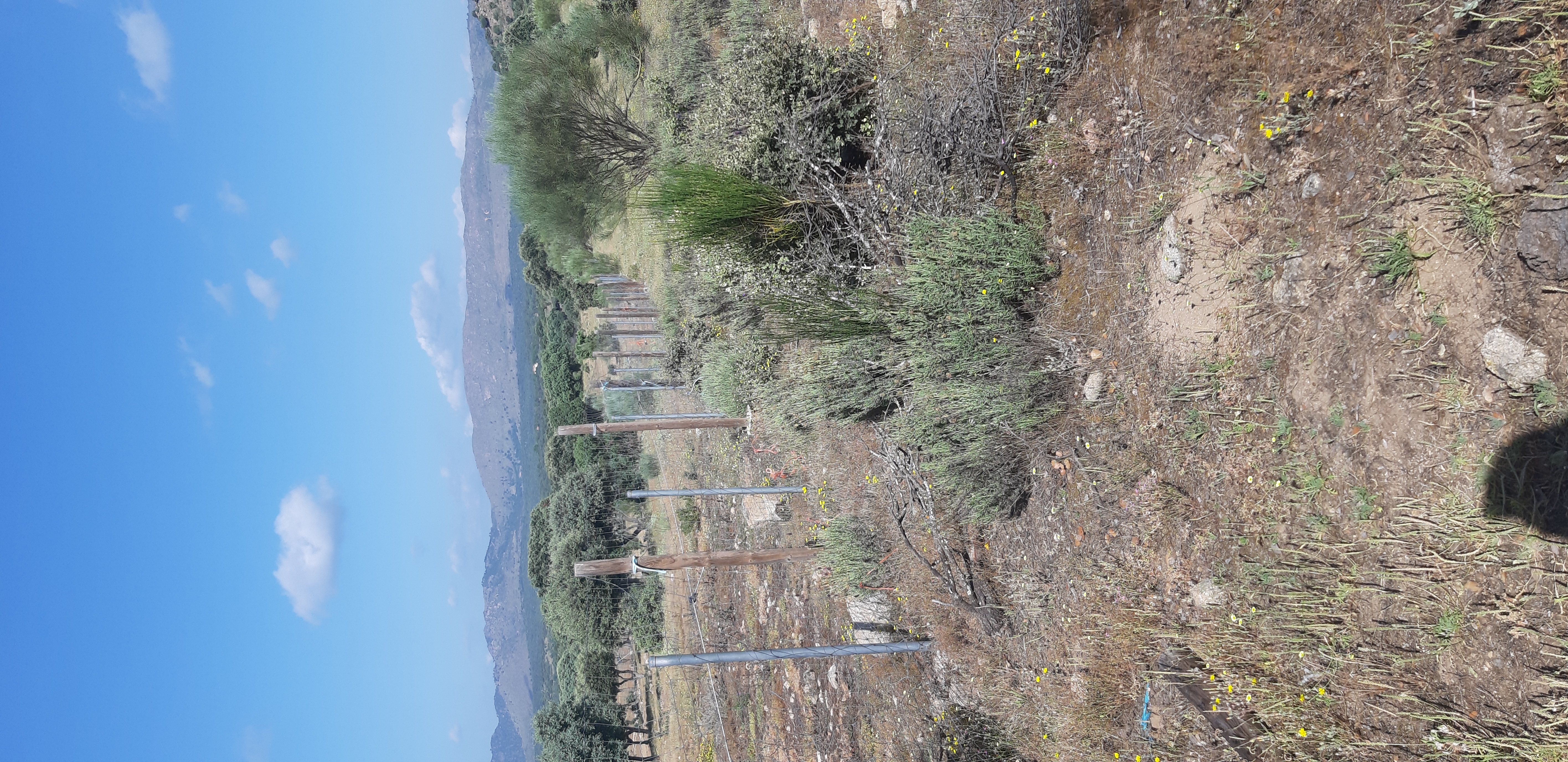 Imagen del huerto